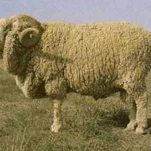Divlja pasmina ovčjih pasmina: opis i opis