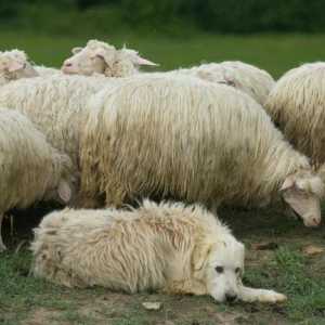 Pasmine pastirskih pasa: popis s opisima i fotografijama