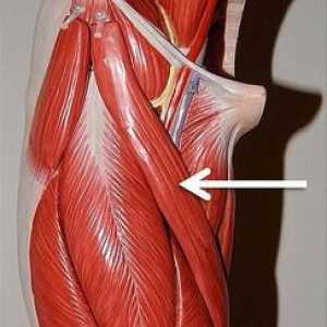 Tailor muscle: njegov položaj, funkcije, innervation