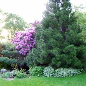 Sadnja crnogoričnih stabala u proljeće: preporuke