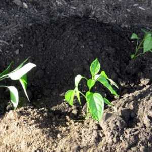 Sadnja papra na sadnicama: priprema sjemena, povoljne dane