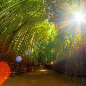 Posuđe od bambusa: svojstva i značajke primjene
