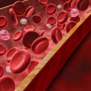 Povećani protein u krvi: uzroci. Biokemijski test krvi. Ukupni protein