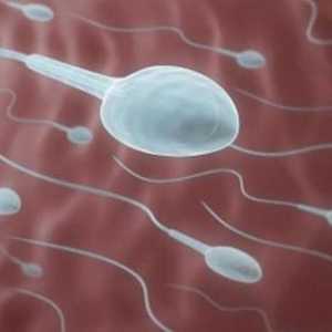 Povećana viskoznost sperme: uzroci i liječenje. Normalna viskoznost sperme