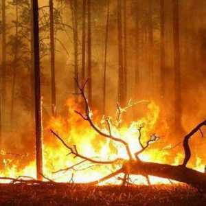 Požari na Trans-Baikal teritoriju. Uzroci katastrofe