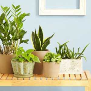 Pravilna briga kod kuće za unutarnje biljke