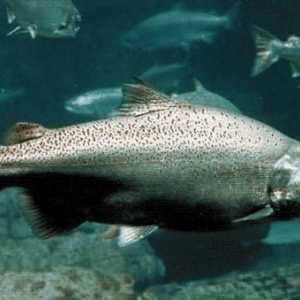 Predstavnik obitelji Salmonidae je chinook losos. Što je to?