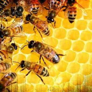 Pripreme za pčele: sorte, indikacije za uporabu, recenzije pčelara