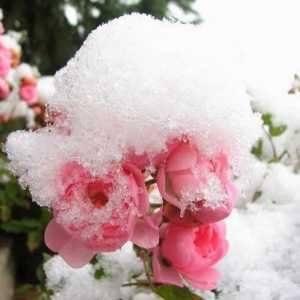 Na toj temperaturi za pokrivanje ruža za zimu: savjeti i trikovi