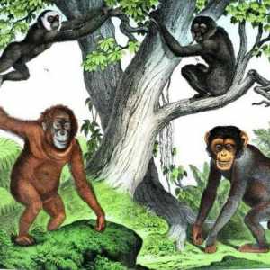 Primati - kakva obitelj? Redoslijed primata i njihova evolucija