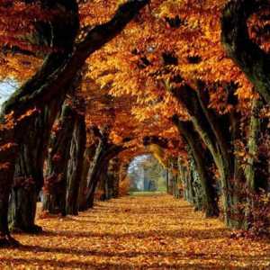 Priroda u jesen: niz nevjerojatnih metamorfoza