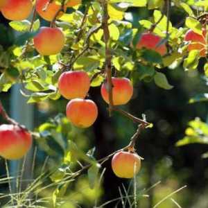 Inokulacija stabala jabuka u kolovozu s drškom i drugim sredstvima