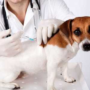 Cijepljenje za štence do godinu dana. Shema ispravnog cijepljenja štene od najopasnijih bolesti