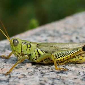 Krilati insekti: opis, značajke, vrste i klasifikacija