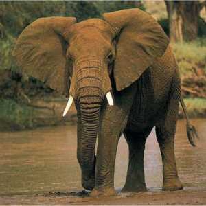Očekivano trajanje života jednog slona. Koliko godina jedan slon živi u različitim uvjetima?