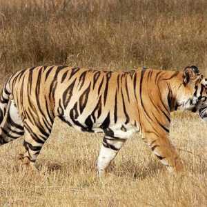 Продолжительность жизни тигров в природе. Средняя продолжительность жизни тигра