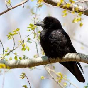Podrijetlo ptica: značajke, zanimljive činjenice i opis. Značenje i zaštita ptica