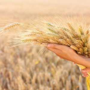 Prosijan pšenica: koristi i zla, korištenje, kako klijati kuću, sastav