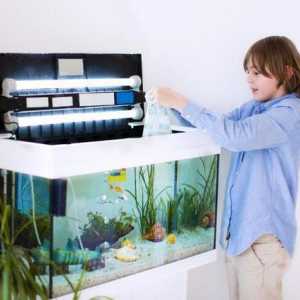Jednostavne upute: kako se brinuti za ribu u akvariju