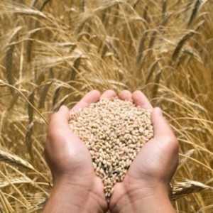 Dezinficijensi sjemena: sve o drogi i njezinim učincima