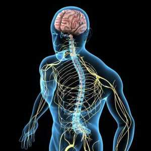 Vodljiva i refleksna funkcija leđne moždine