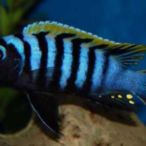 Pseudotrophae of zebra: značajke vrste i njezine reprodukcije. Kako se brinuti za ribu u akvariju?