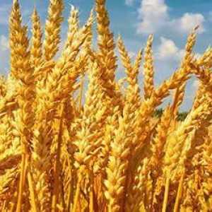 Pšenica - što je to? Važnost biljaka u ljudskom životu