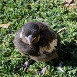 Nesting magpie kod kuće: značajke skrb, prehrana i preporuke