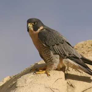 Peregrine Falcon: opis i fotografija