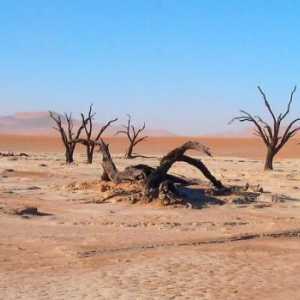 Pustinja: ekološki problemi, pustinjski život