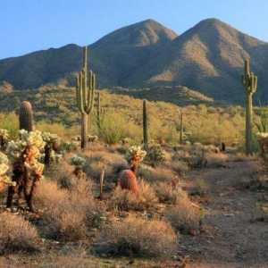 Desert Sonora: opis, povijest i zanimljive činjenice