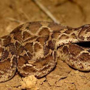 Pustinjska zmija ef: opis, stanište i opasnost za ljude