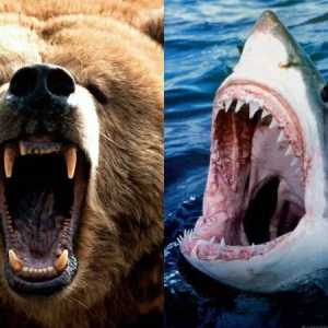 Radite analitičaru: tko je jači - morski pas ili medvjed