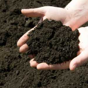 Deoksidacija tla u proljeće. Pet načina za smanjenje kiselosti tla