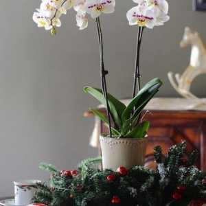 Kažem vam kako posaditi orhideja kod kuće. Podjela rizoma, reznica i korijena djece u zraku