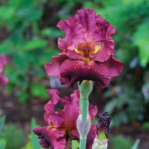 Biljka Iris: karakteristika i opis. Popularne sorte