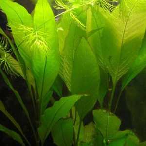 Plant Lemongrass Aquarium: Njega i reprodukcija