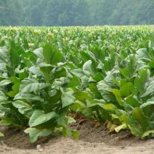 Duhan biljke: rastuća i korisna svojstva