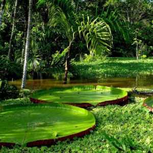Растения экваториальных лесов. Особенности и значение
