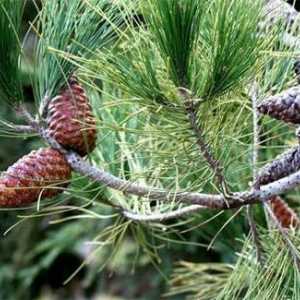 Biljke odjela `Gymnosperms`: znakovi, značajke strukture, primjeri