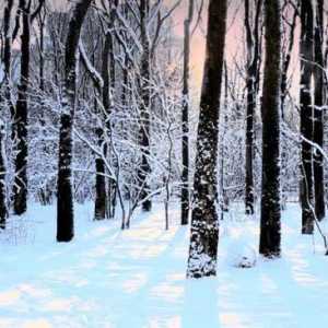 Jesu li stabla zimi ili zimi? Da li zimzeleno raste crnogorično drveće?