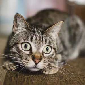Da li mačke imaju boju ili Značajke očiju krznenih kućnih ljubimaca