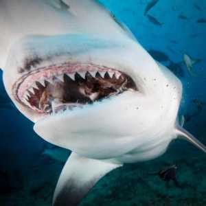 Shark vrste, imena, značajke i zanimljive činjenice