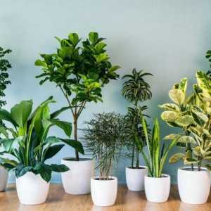 Vrste biljnih biljaka. Imena, uzgoj i skrb