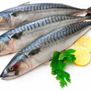 Recept za skuše u gorušica: upute za odabir ribe i soljenja