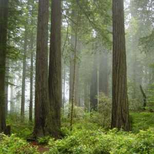 Redwood - Nacionalni park (California, SAD)