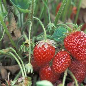 Preporuke za početak vrtlara: kako se brinuti za jagode u jesen