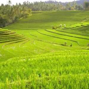 Rice polje. Tehnologija uzgoja riže