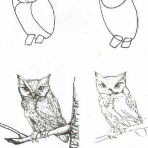 Crtanje životinja u fazi s olovkom. Kako naučiti kako nacrtati životinje u fazama?