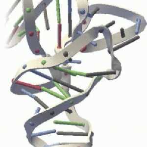 RNA i DNA. Što je RNA? RNA: struktura, funkcije, vrste